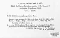 Colletotrichum gloeosporioides image